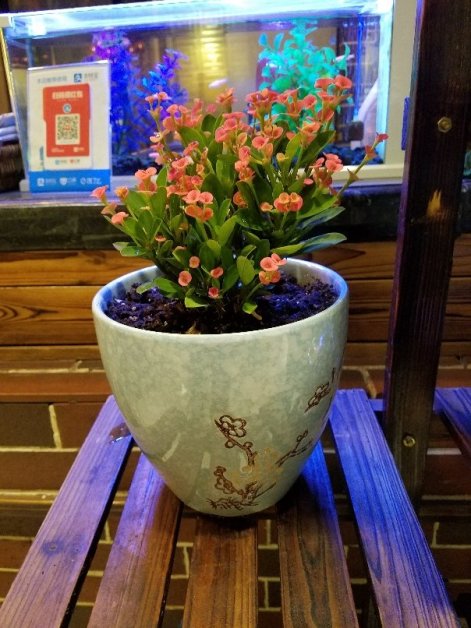 plant